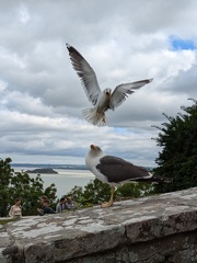 PXL 20240710 084633912